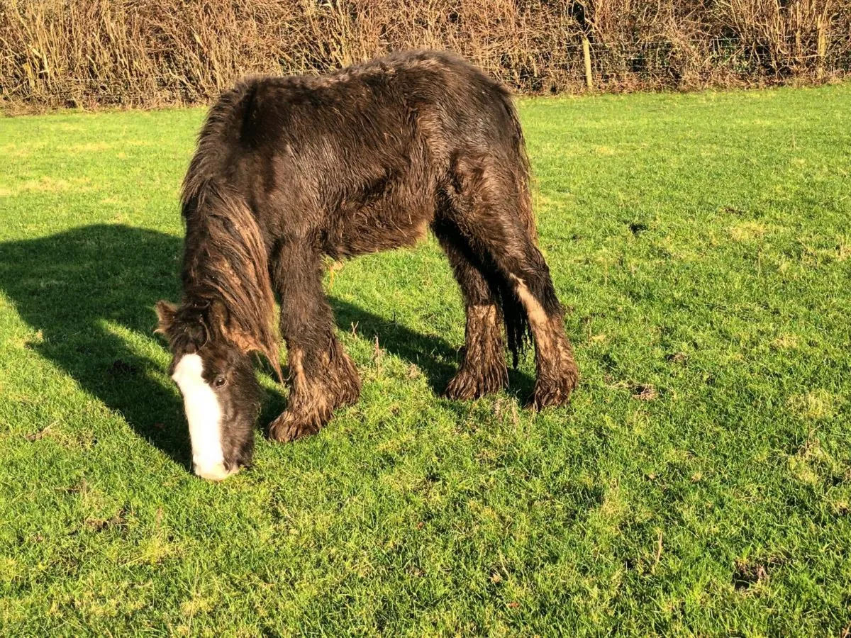 YEARLING COLT - Image 2