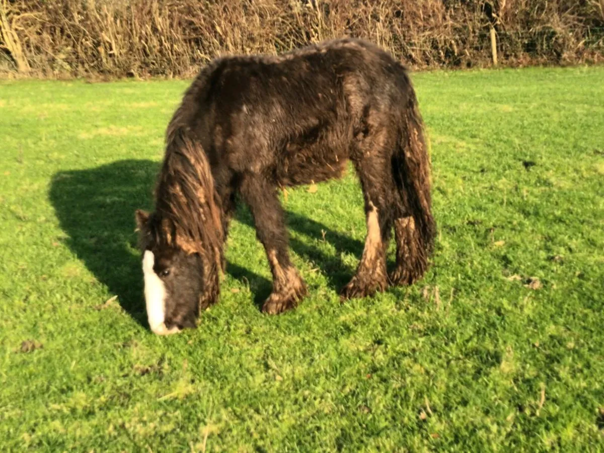 YEARLING COLT - Image 3