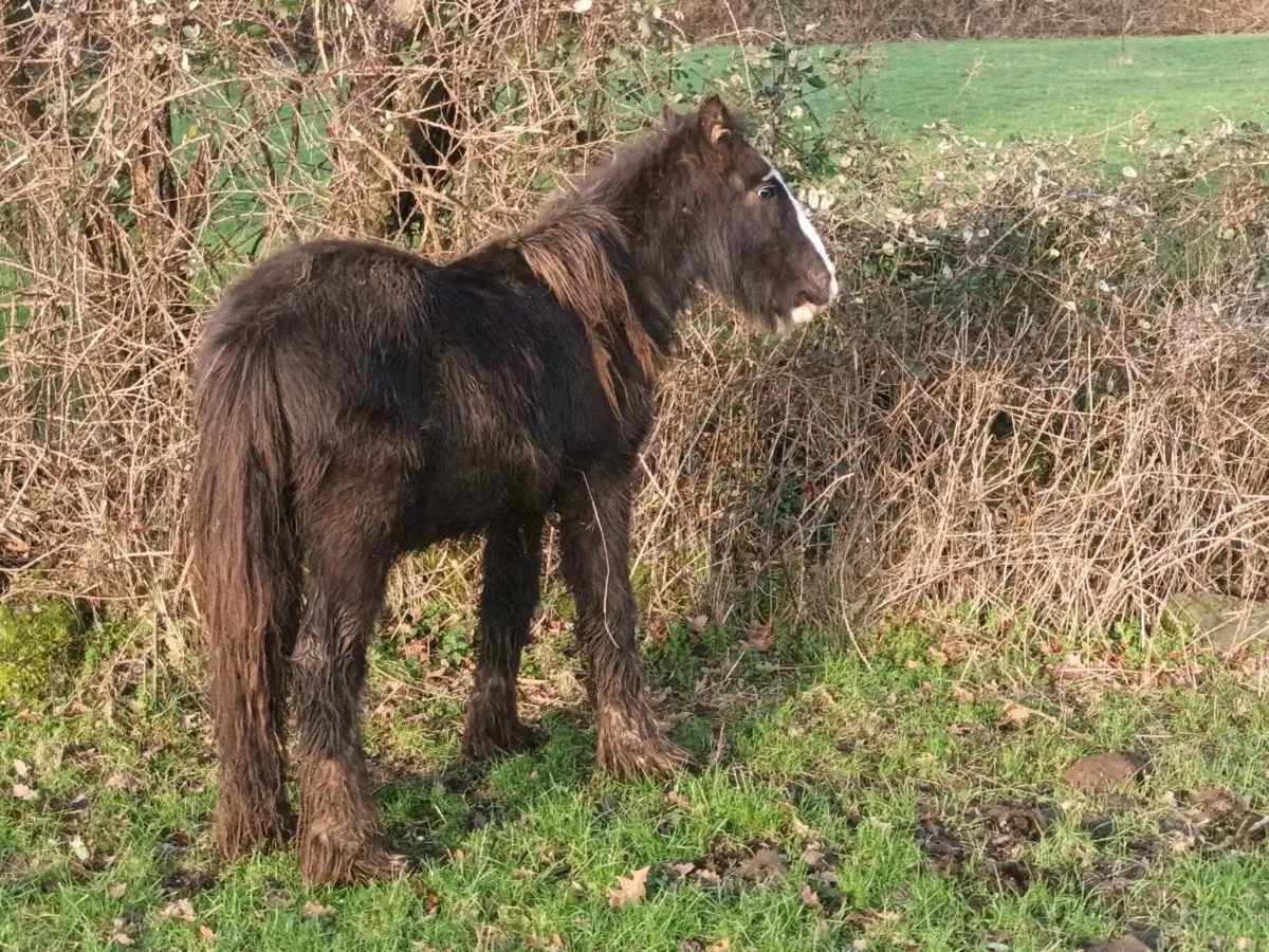 YEARLING COLT - Image 4