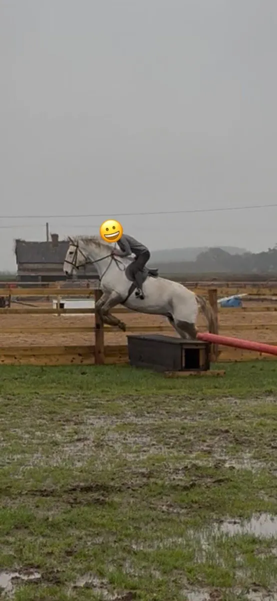 Irish Draught Type, 17.1hh - Image 2