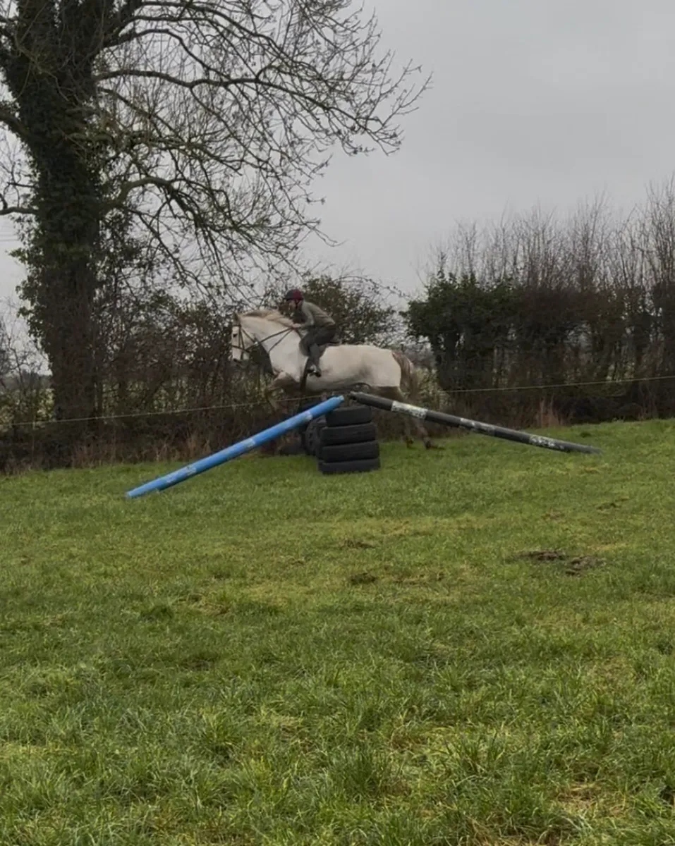 Irish Draught Type, 17.1hh - Image 3