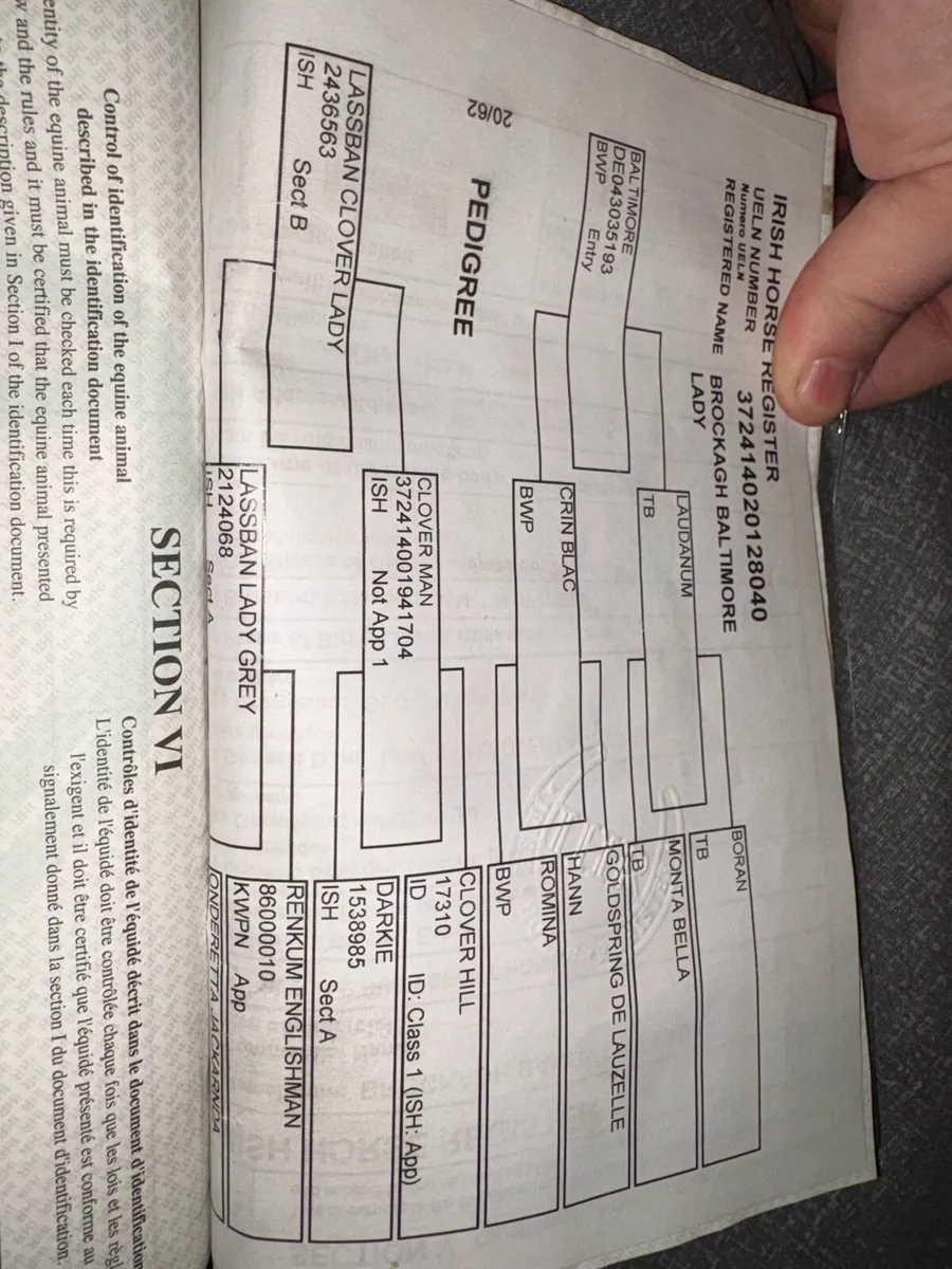 Irish Draught Type, 17.1hh - Image 4