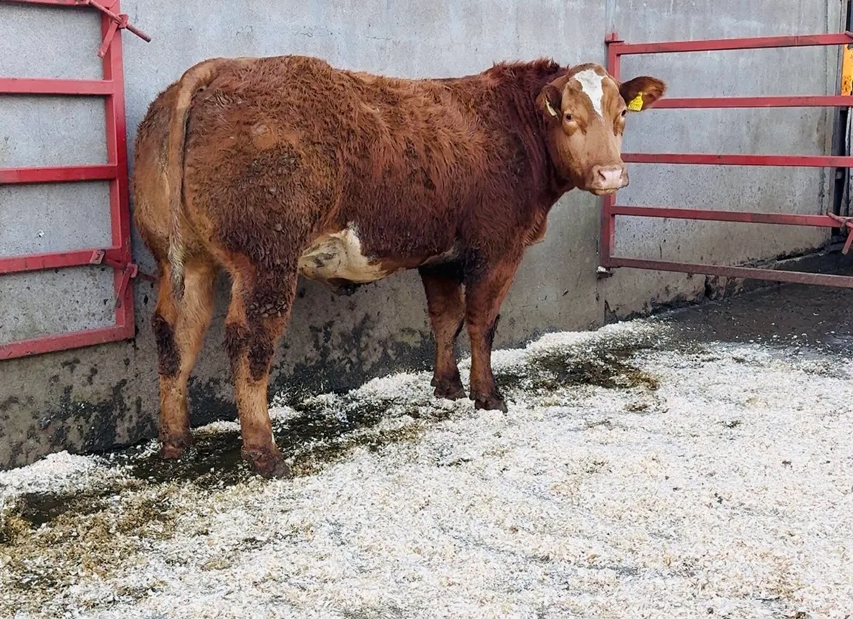 15 incalf heifers for sale - Image 1
