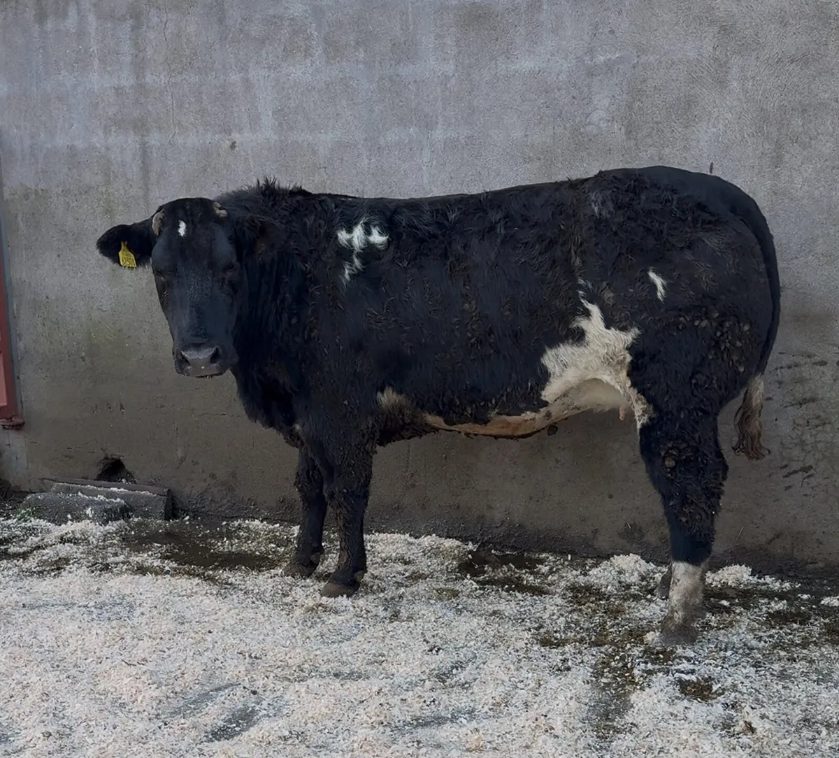 15 incalf heifers for sale - Image 2