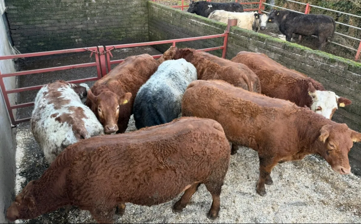 15 incalf heifers for sale - Image 3