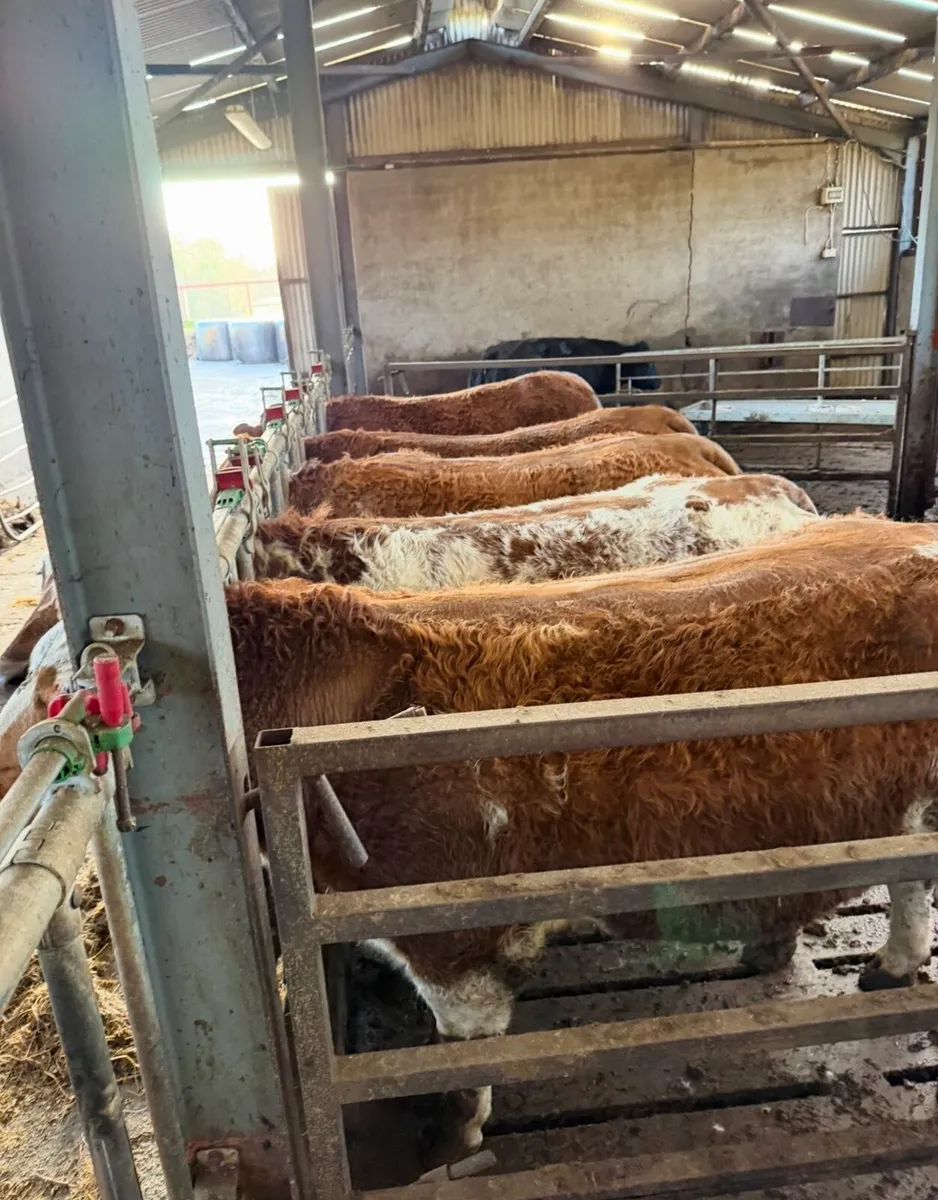 15 incalf heifers for sale - Image 4
