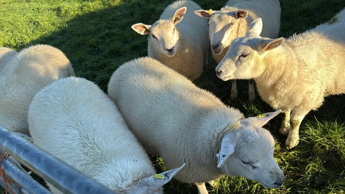 Sheep - Image 2