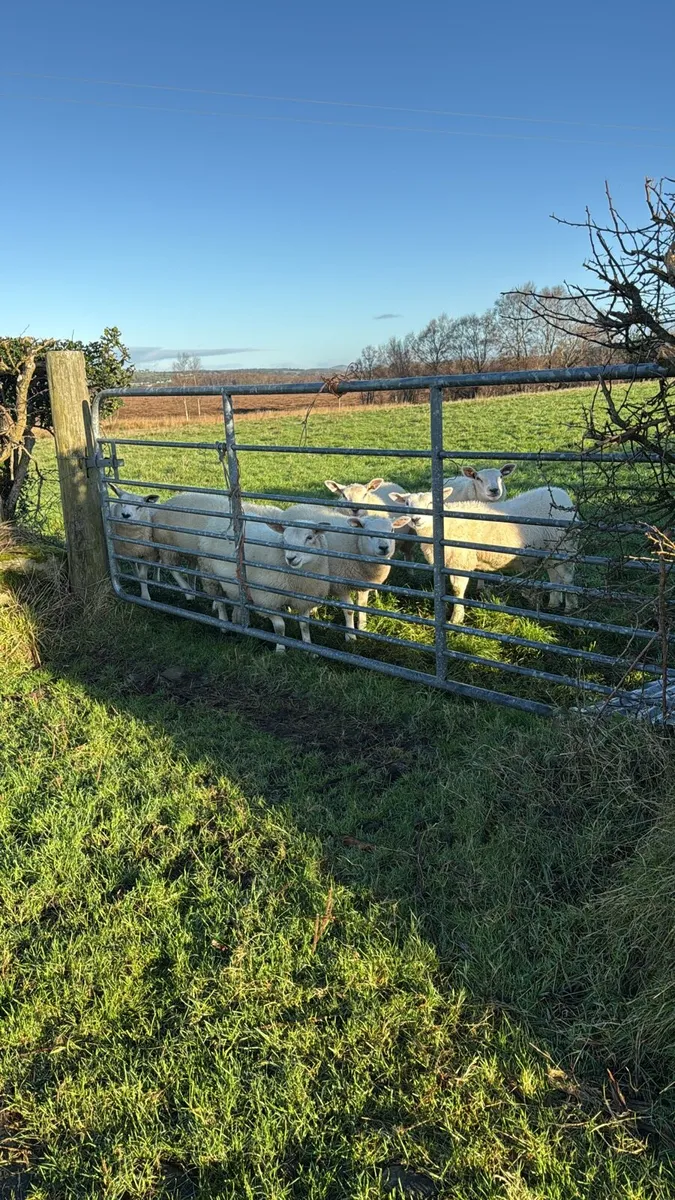 Sheep - Image 1