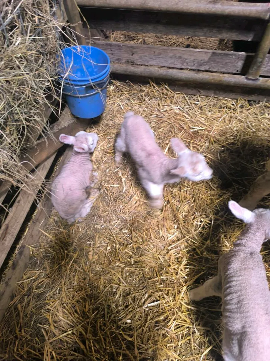 Pet lambs - Image 1
