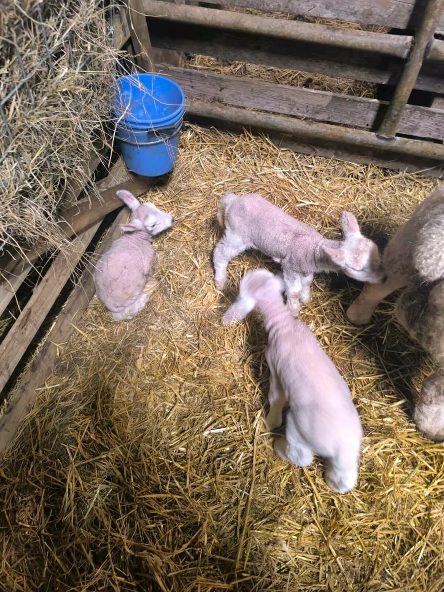 Pet lambs - Image 2