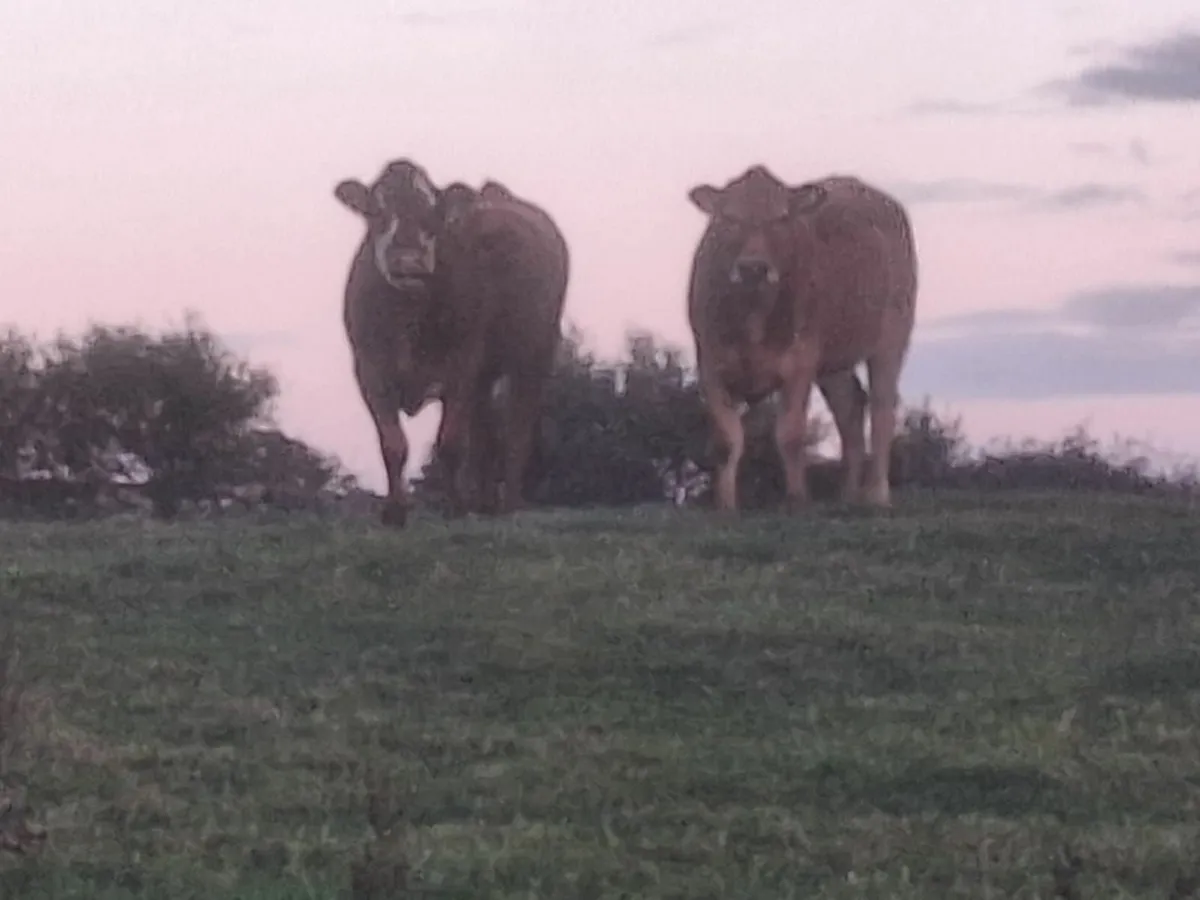Springing heifers - Image 2