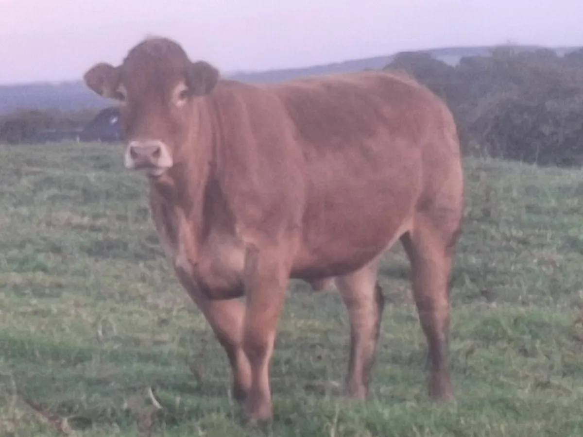 Springing heifers - Image 3