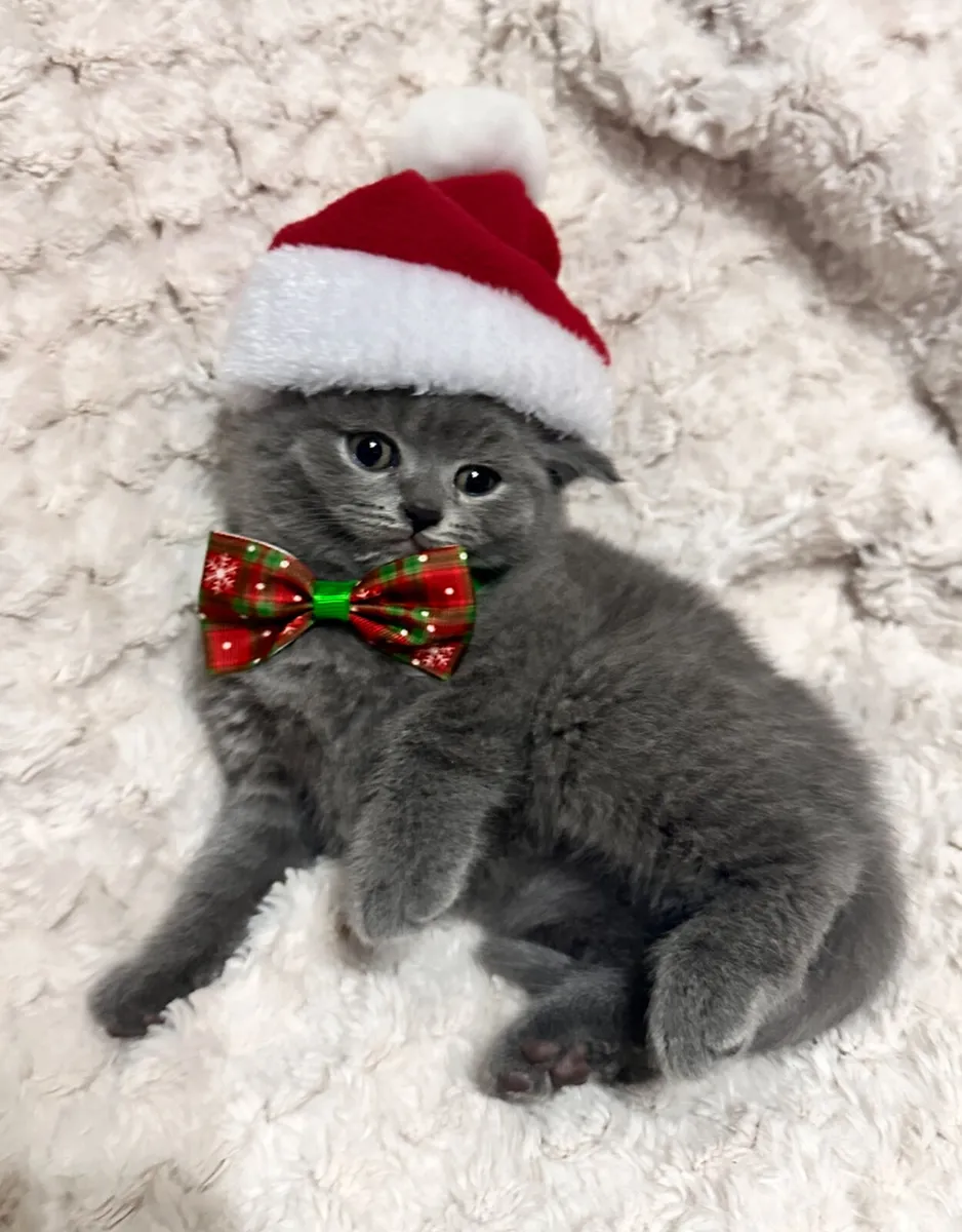 British shorthair kittens - Image 1