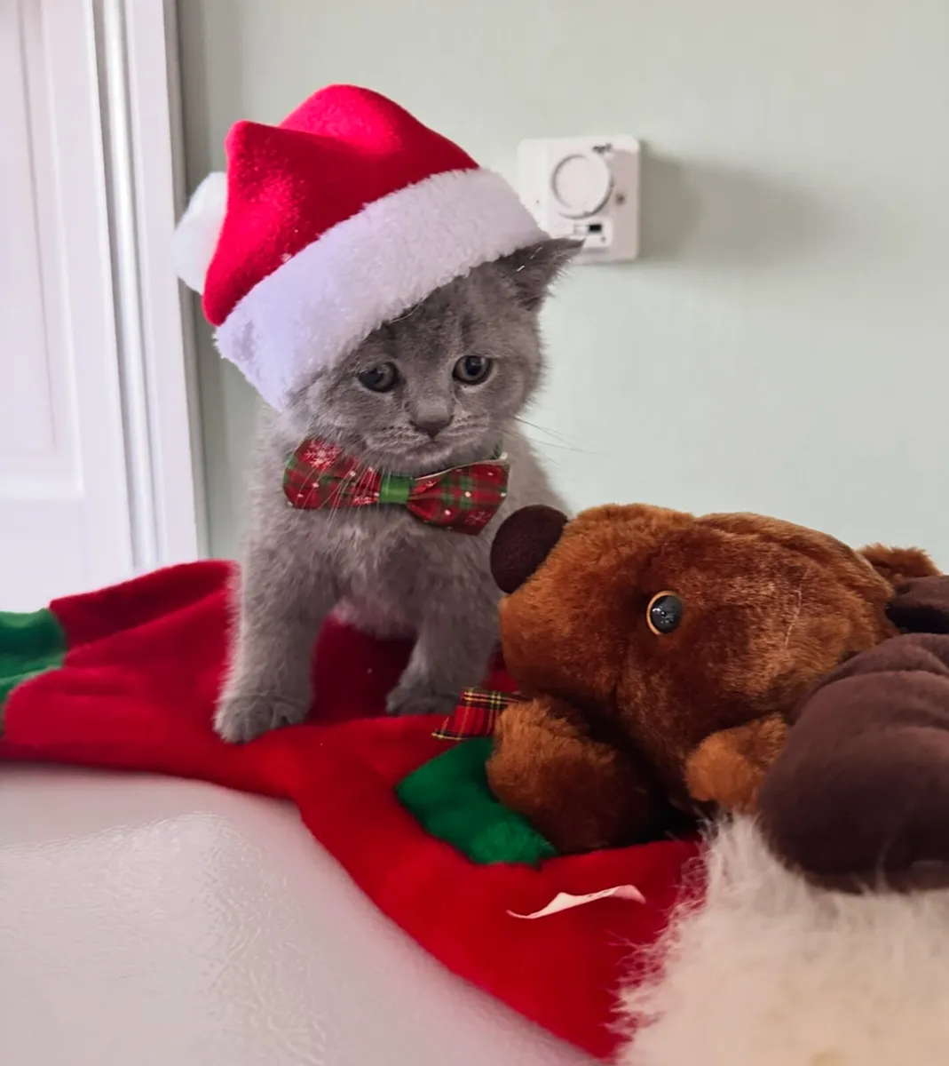 British shorthair kittens - Image 2