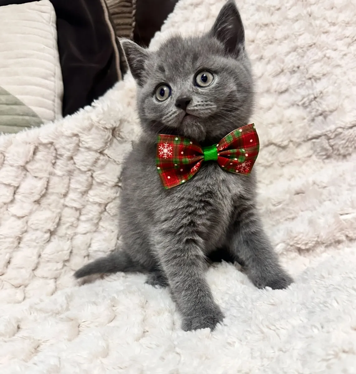 British shorthair kittens - Image 3