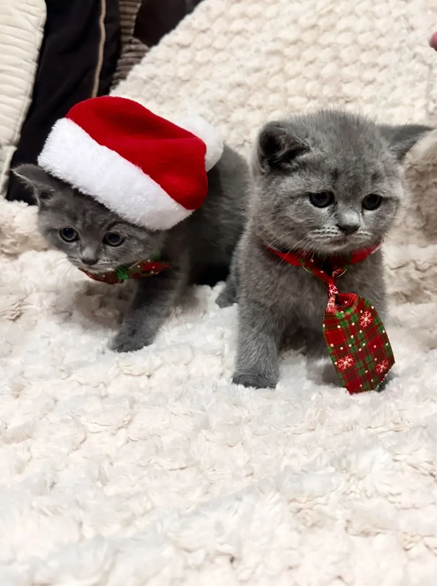 British shorthair kittens - Image 4