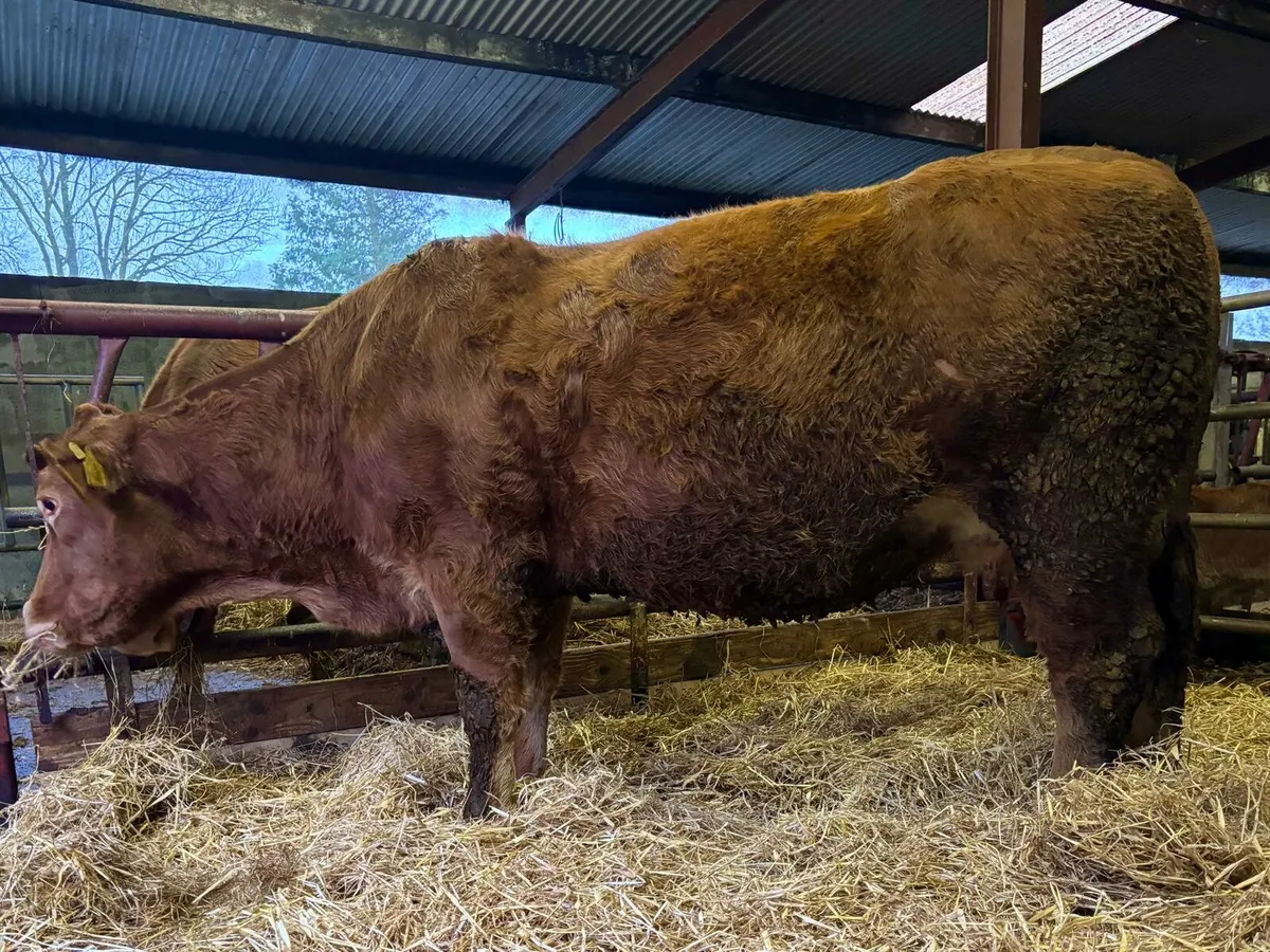 Incalf Limousin Cow - Image 1