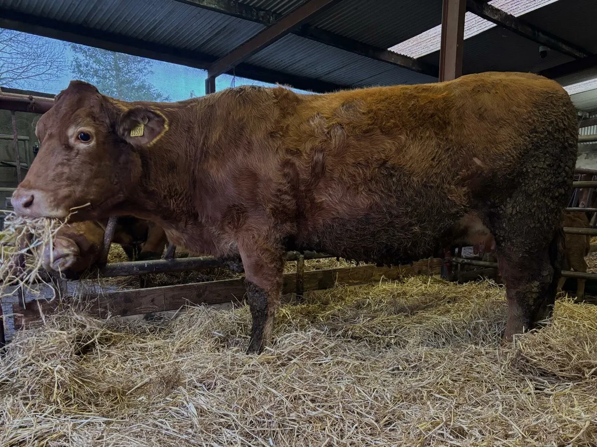 Incalf Limousin Cow - Image 2