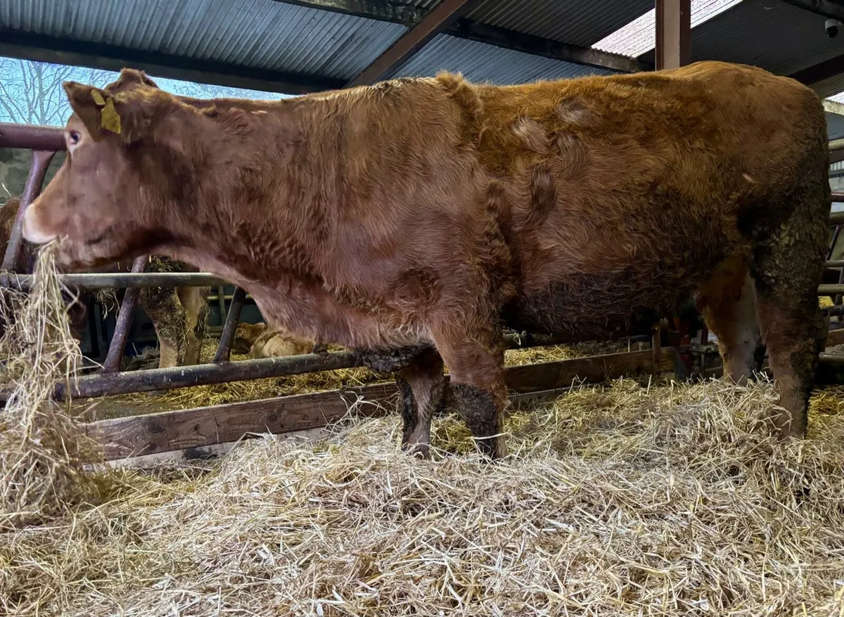 Incalf Limousin Cow - Image 3