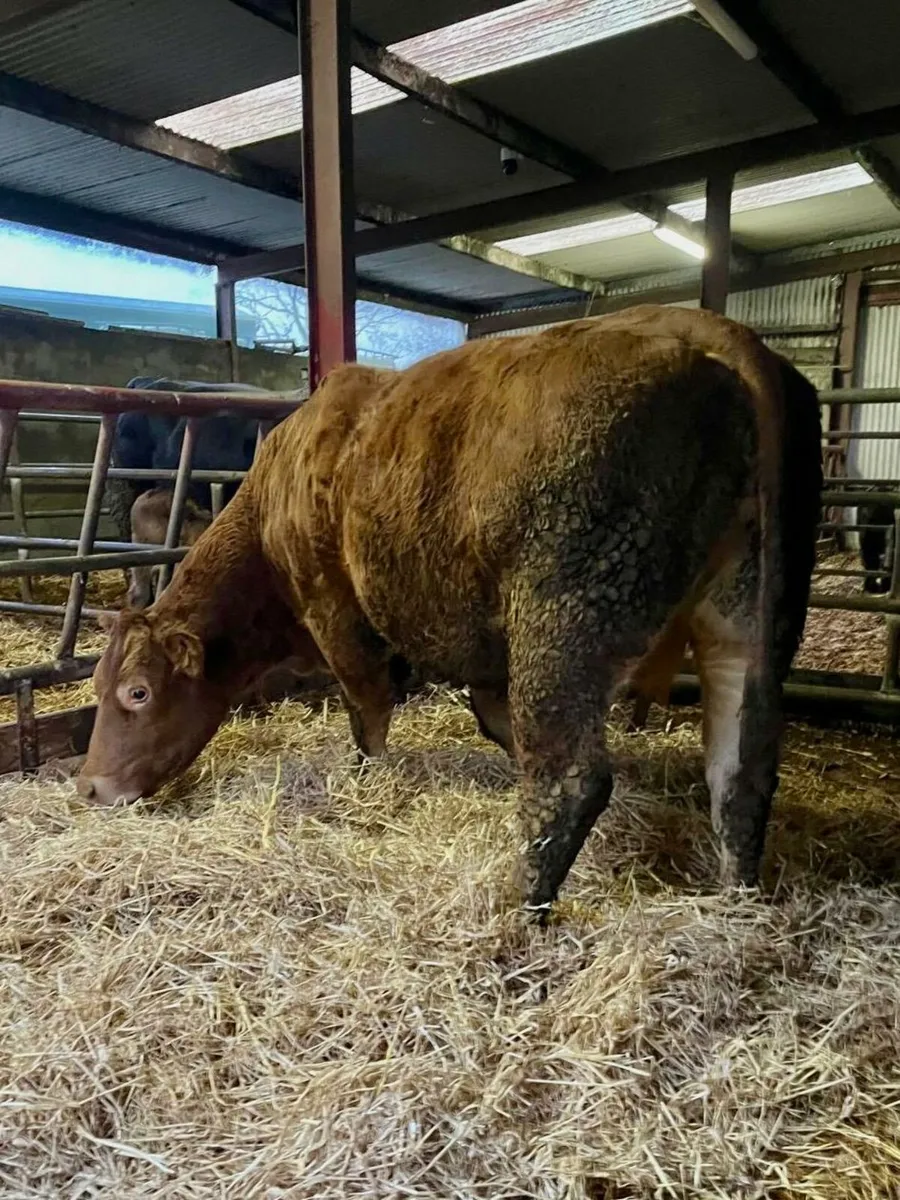 Incalf Limousin Cow - Image 4