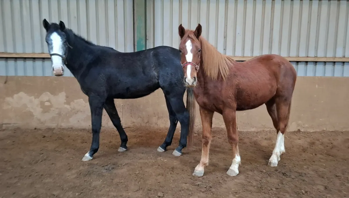 Sport Horses - Image 1