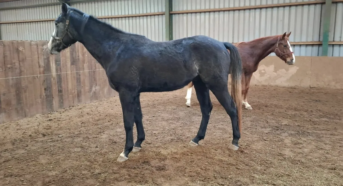 Sport Horses - Image 3