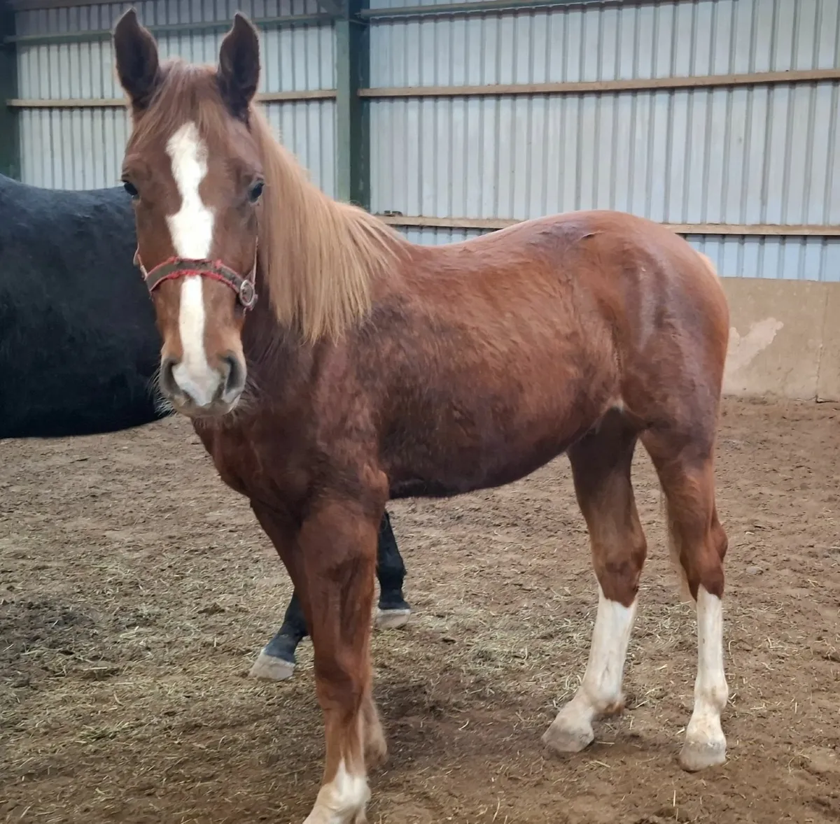 Sport Horses - Image 4