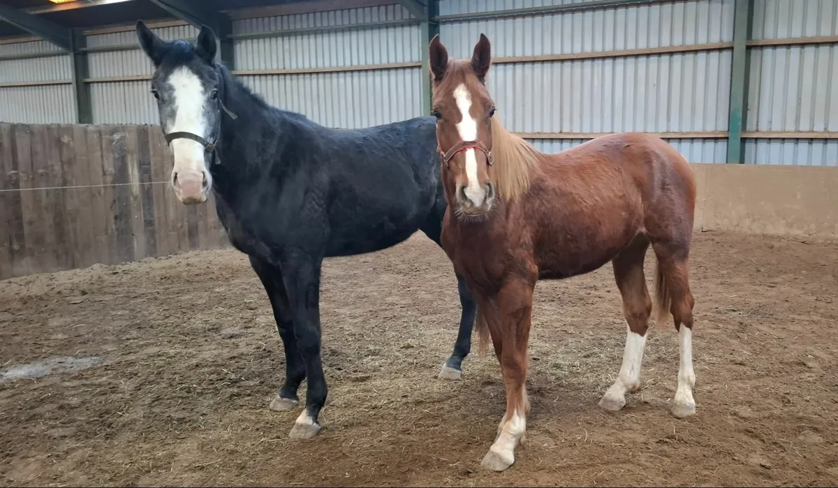 Sport Horses - Image 2