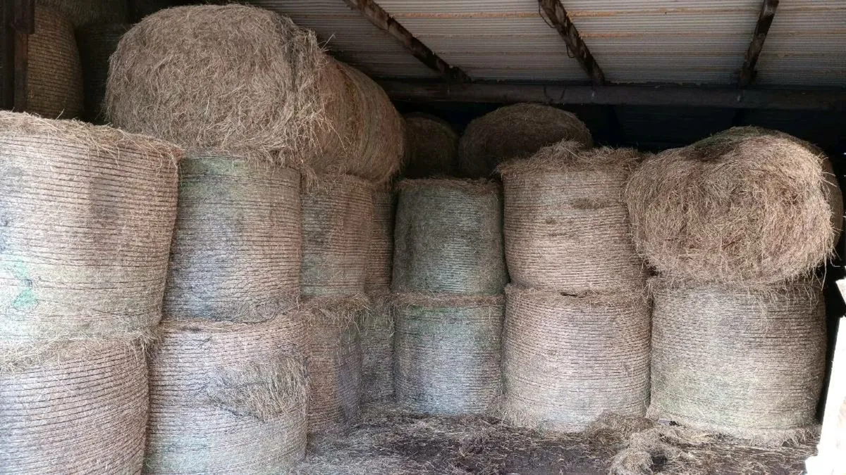Top quality  hay - Image 2