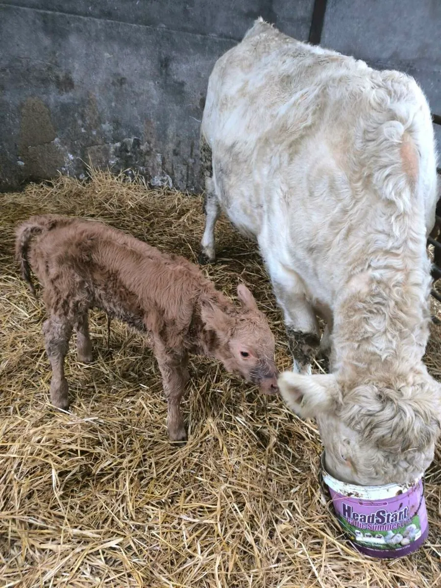 Charolais Heifer - Image 1