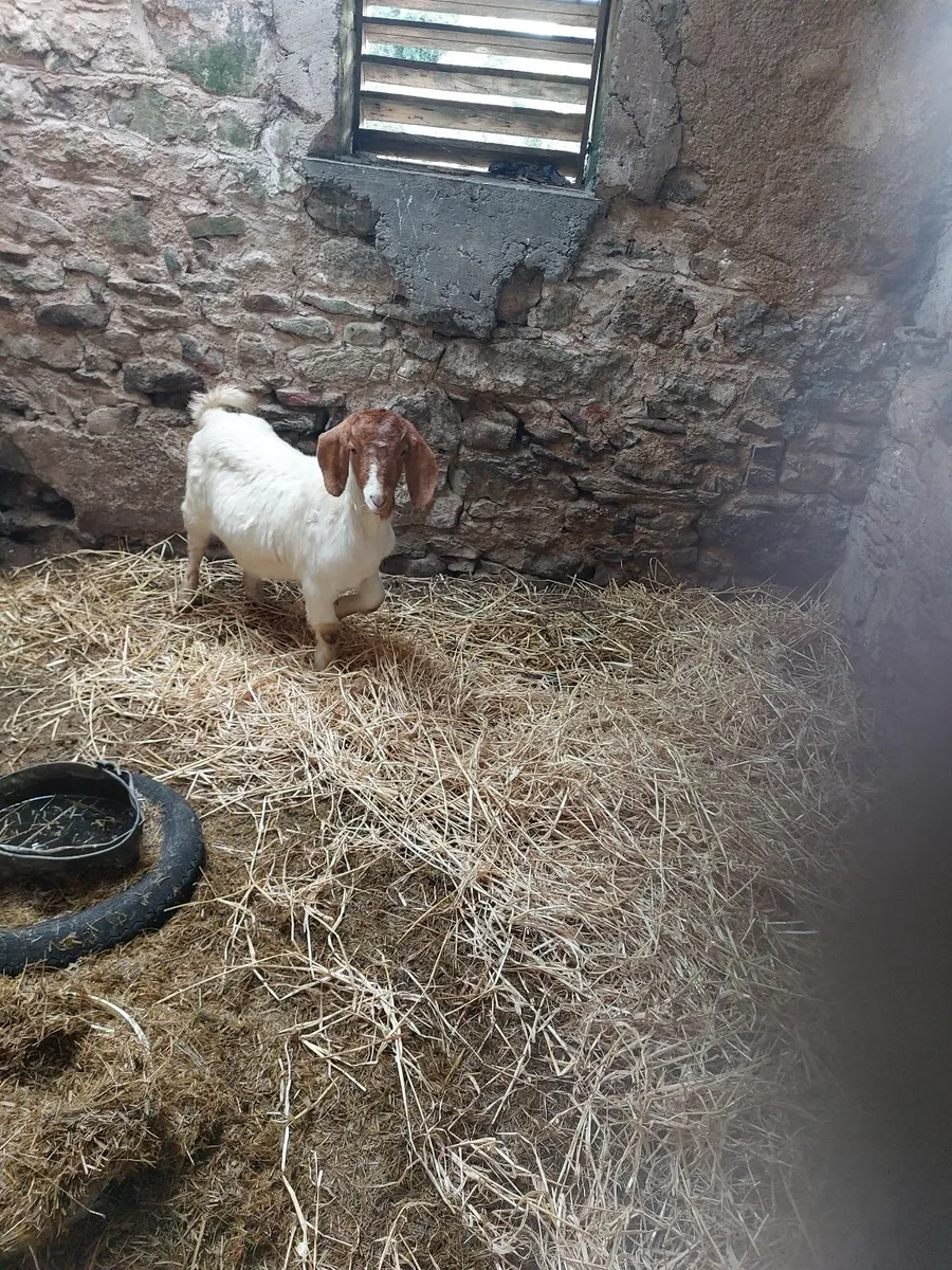 Female Boer goat