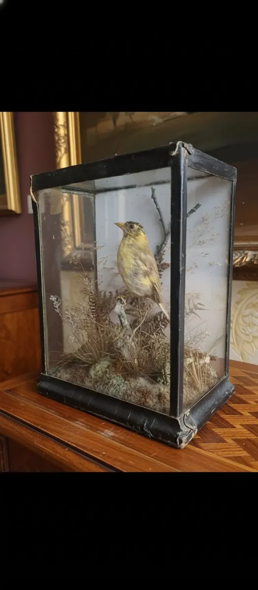 Antique taxidermy POSTAGE AVAILABLE