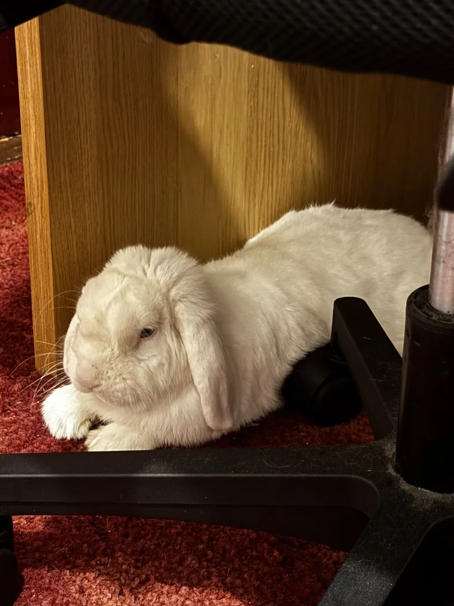 Male Rabbit - Image 2