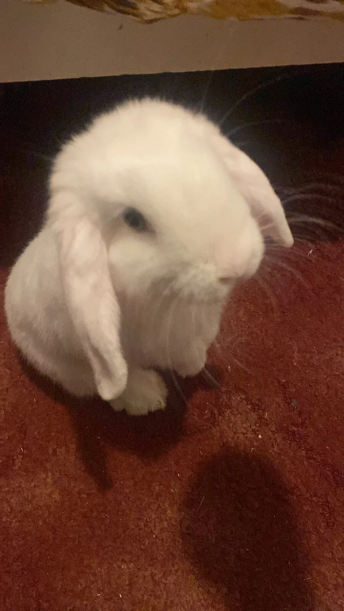 Male Rabbit - Image 3