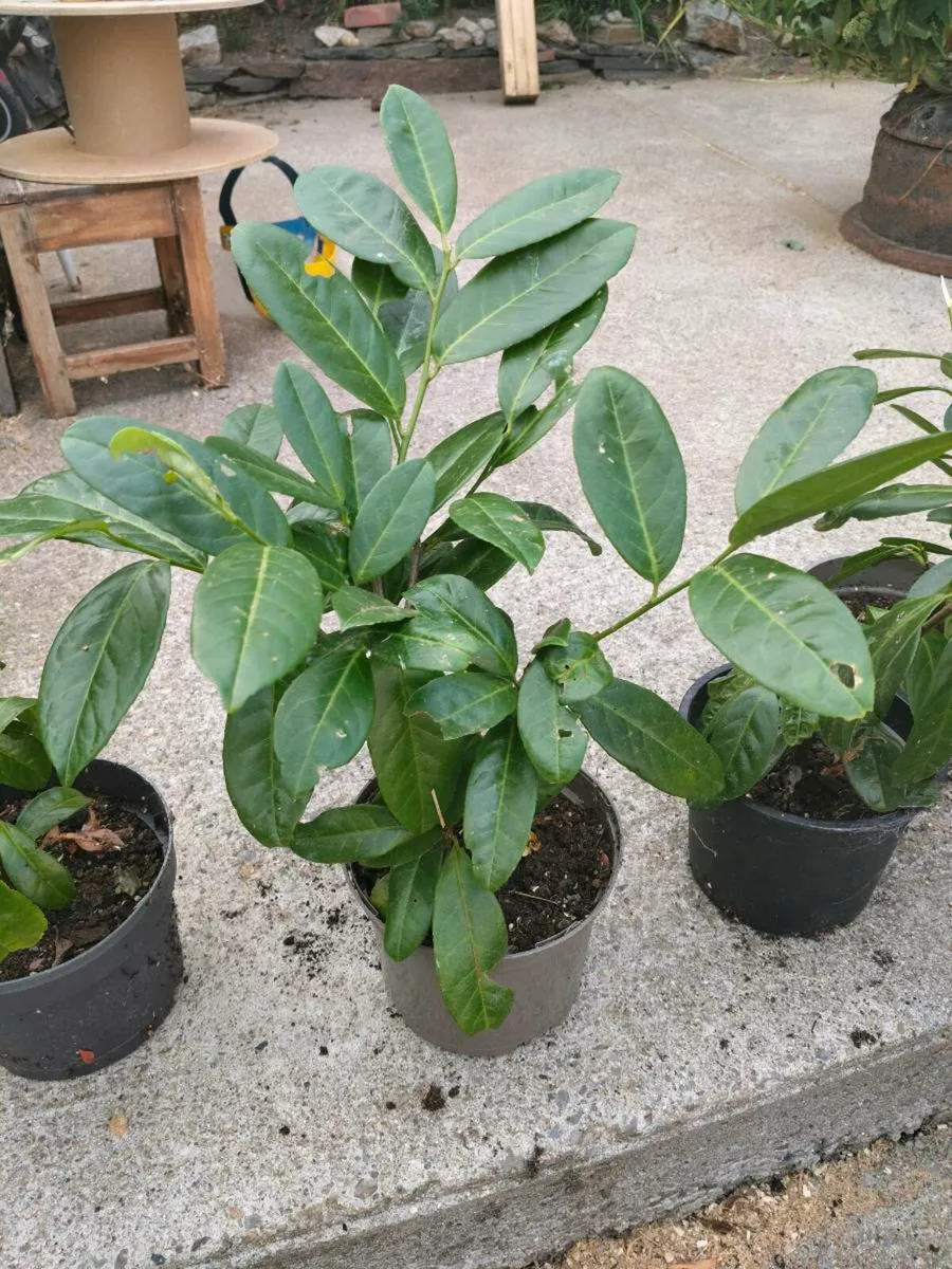4 Laurel Hedging plants €6 each. Or €20 the lot. - Image 2