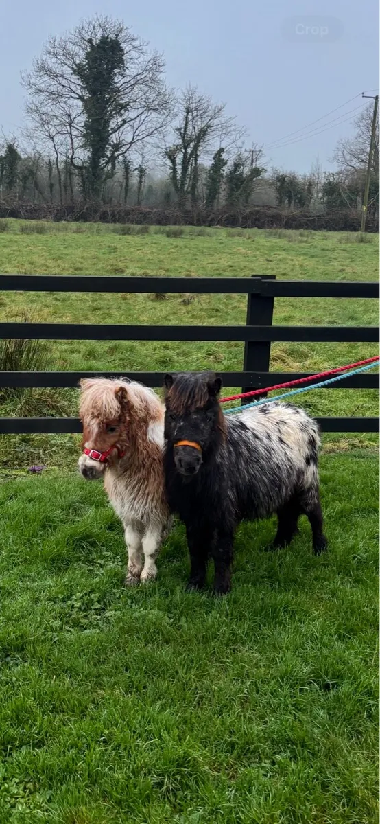 Milli& Willie - Image 1