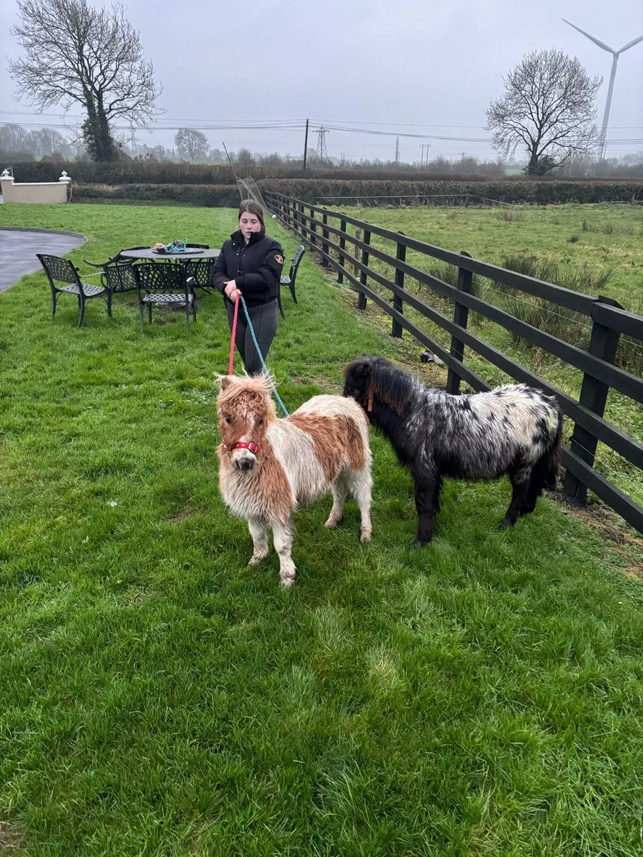 Milli& Willie - Image 2