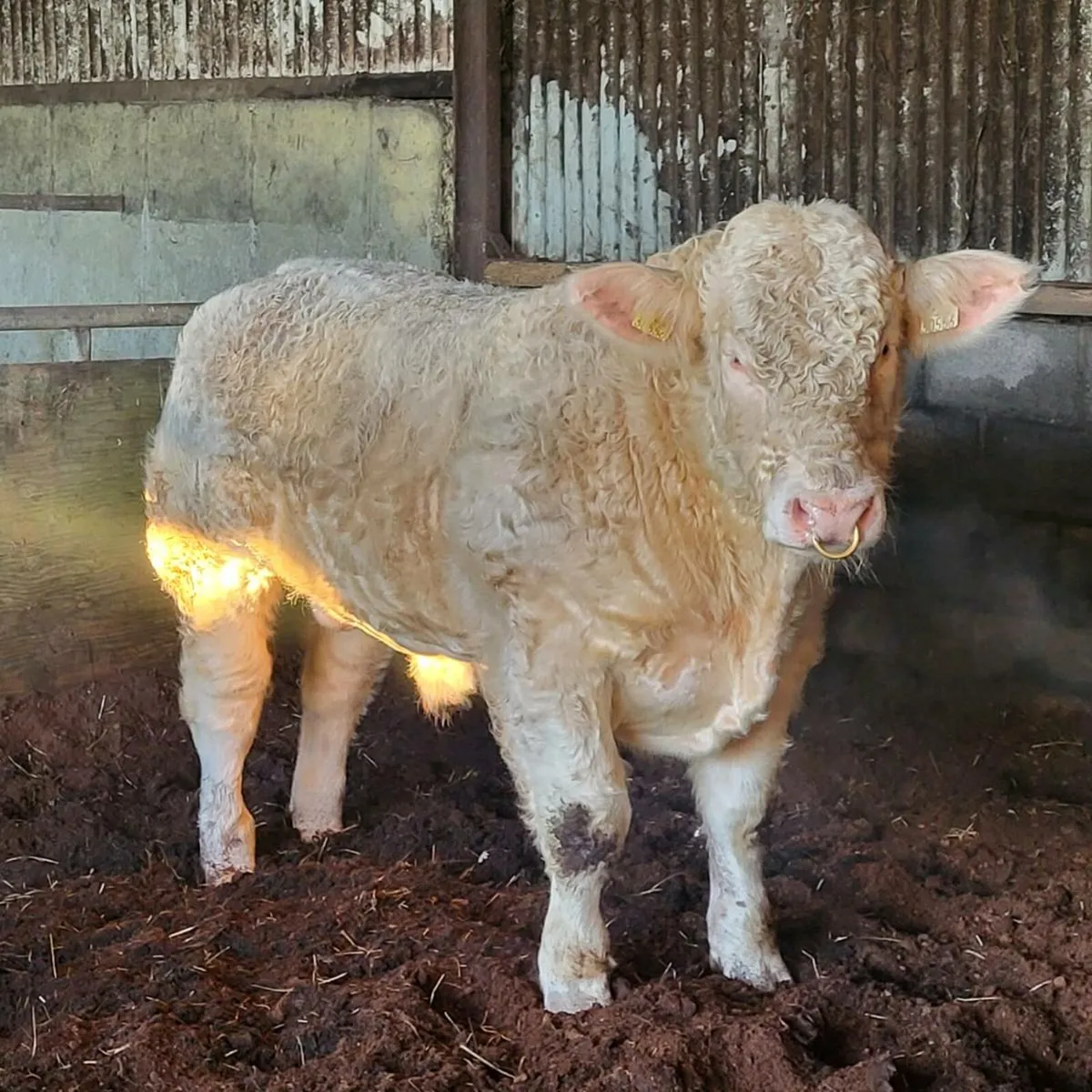 Charolais Bull - Image 1