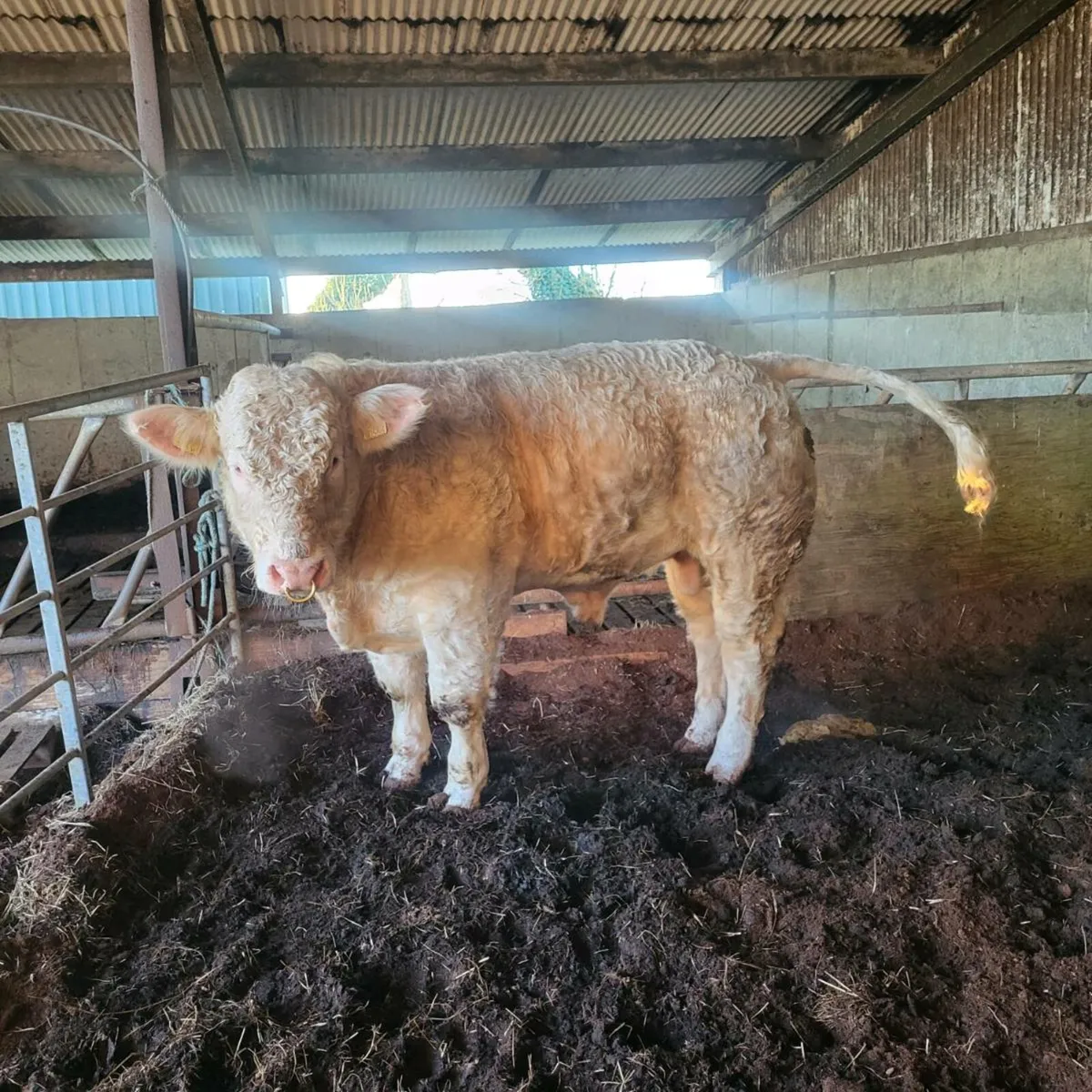 Charolais Bull - Image 2