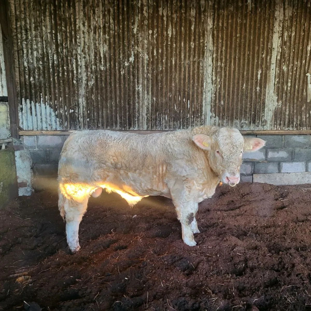 Charolais Bull - Image 3
