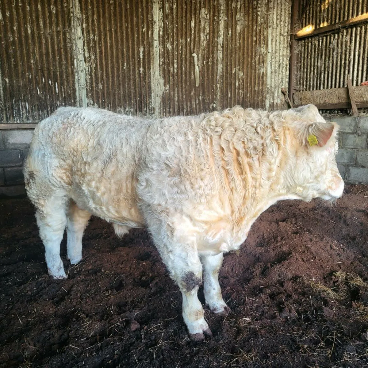 Charolais Bull - Image 4