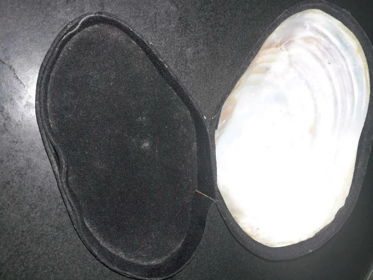 Large real shell jewellery box - Image 4