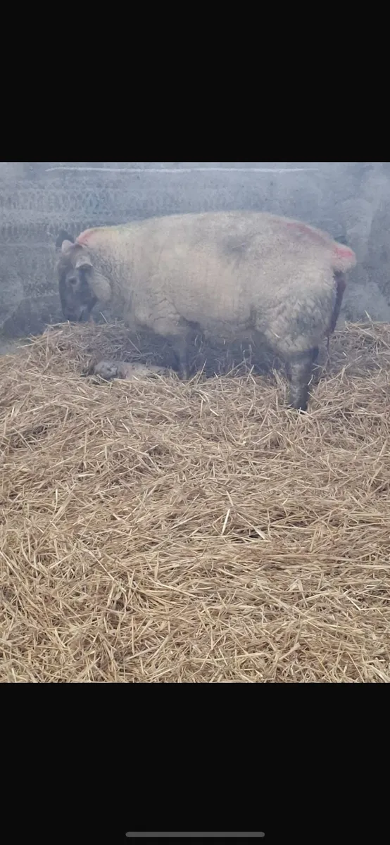 Foster ewe freshly lambed - Image 1
