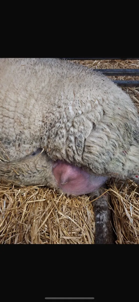 Foster ewe freshly lambed - Image 2