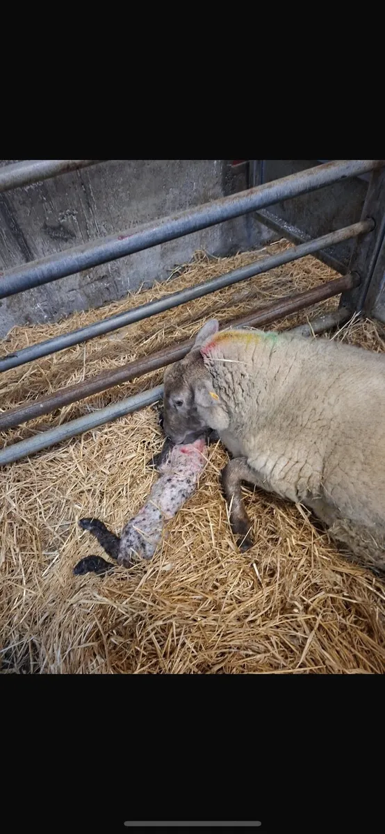 Foster ewe freshly lambed - Image 3