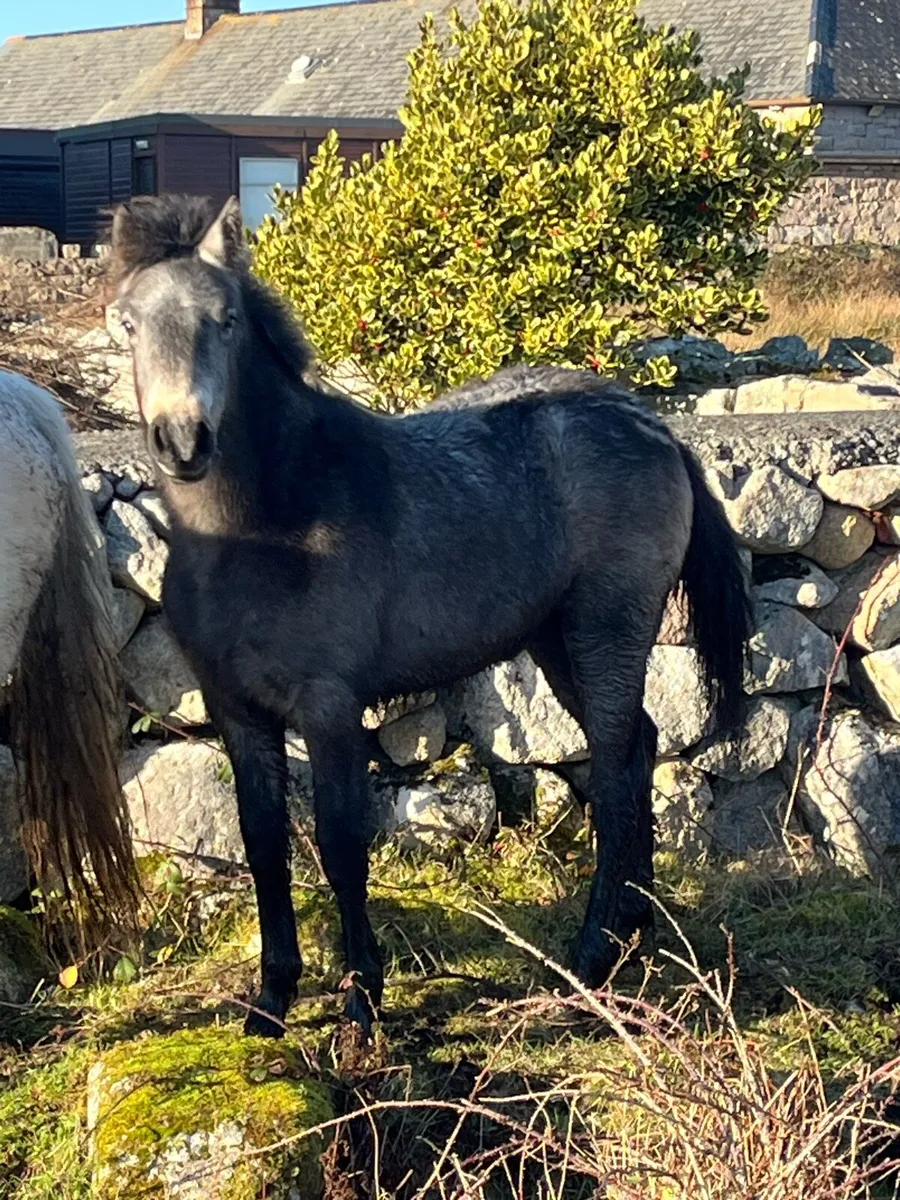 Connemara Filly Foals, Silver Shadow Breeding - Image 1