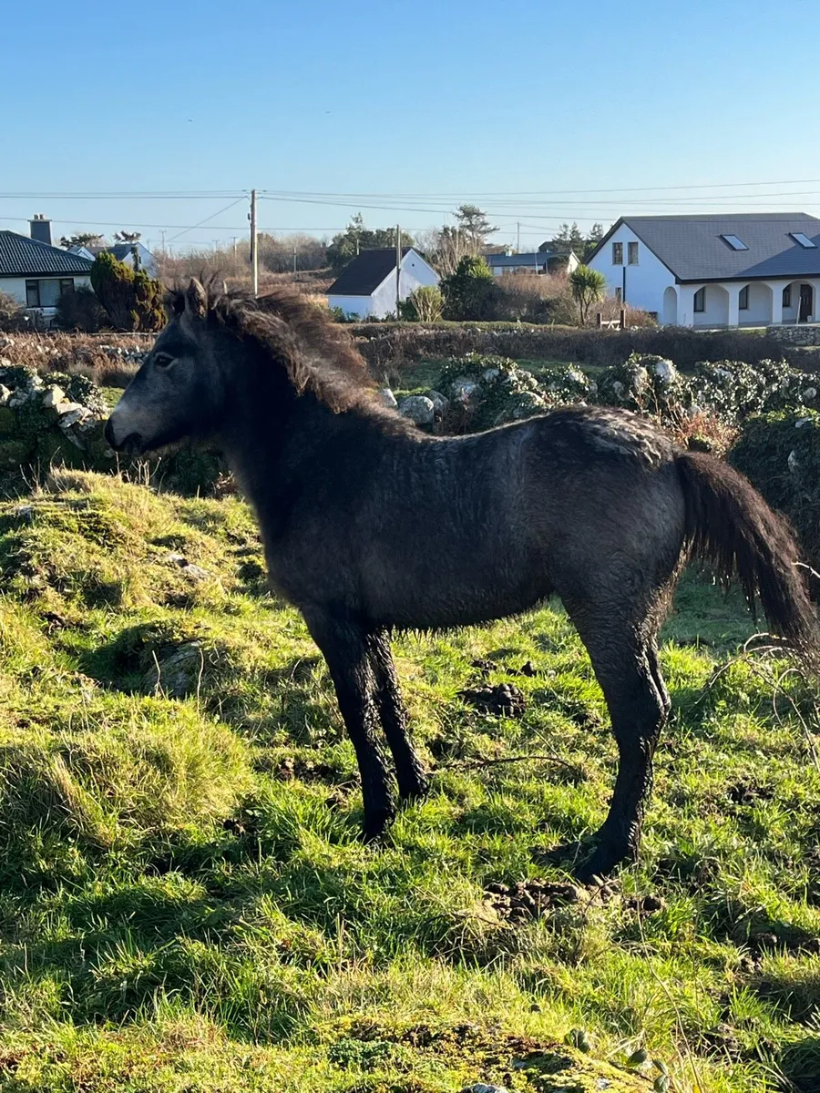 Connemara Filly Foals, Silver Shadow Breeding - Image 2