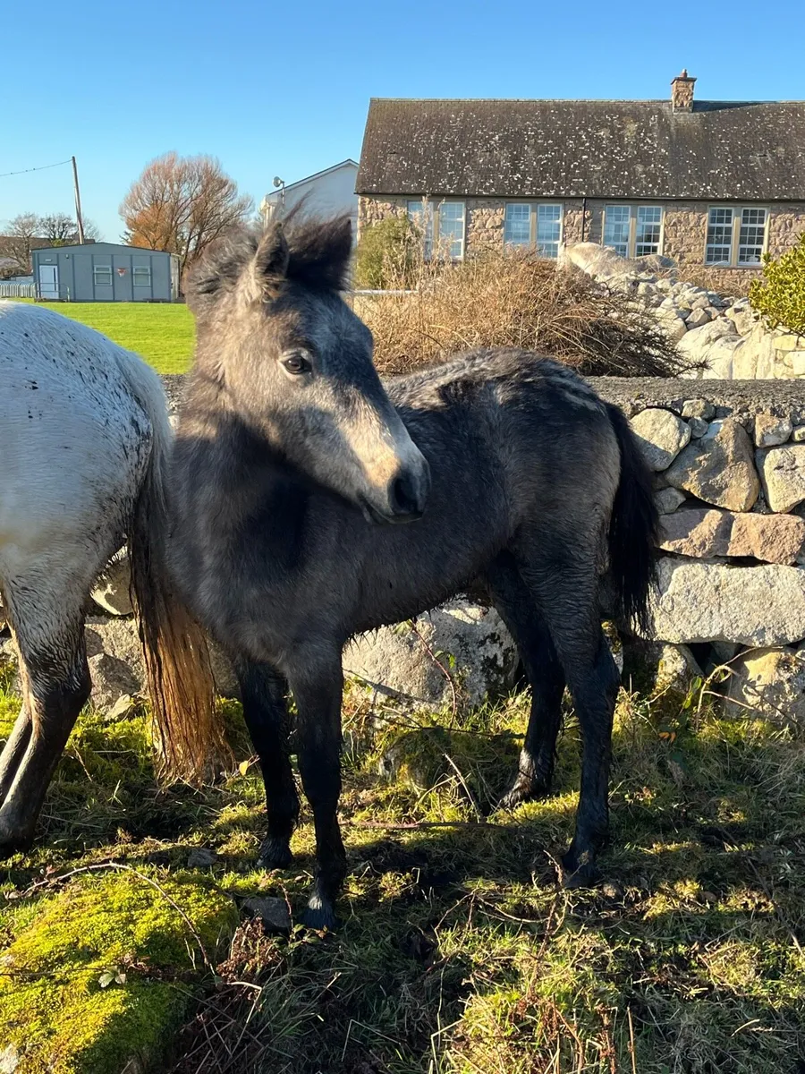 Connemara Filly Foals, Silver Shadow Breeding - Image 3