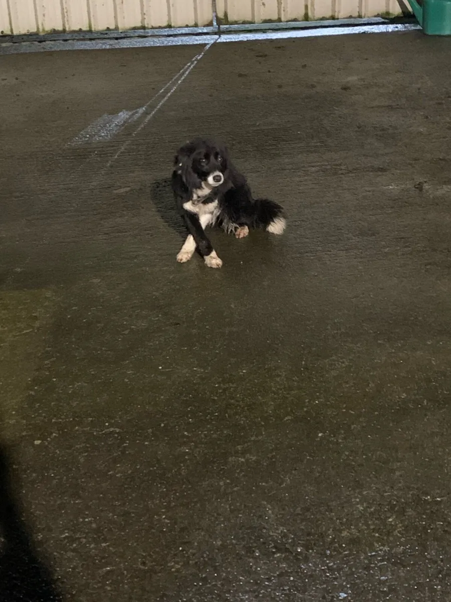 Farm helper - Image 1