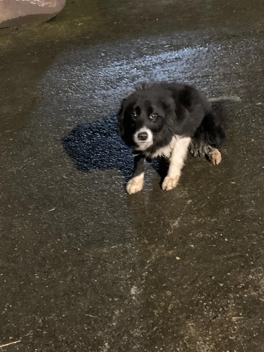 Farm helper - Image 2